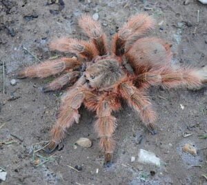 Nhandu tripeppii-Brazilian Giant Blonde .75"+