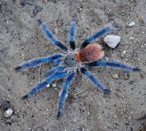 Dolicothele diamantinensis-Brazilian Sapphire Dwarf 1.5-1.75"