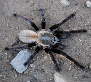 Ornithoctonus aureotibialis-Thailand Golden Fringe 2.5"