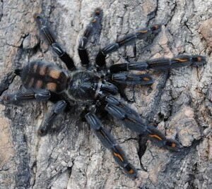 Psalmopoeus irminia-Venezuelan Suntiger 2.5" Juveniles
