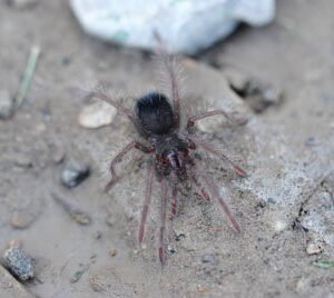 Pamphobeteus antinous-Steely Blue 2.5"