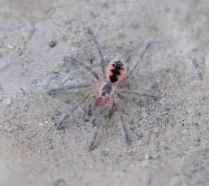 Pamphobeteus nigricolor-Giant Blue Bloom-1.5"