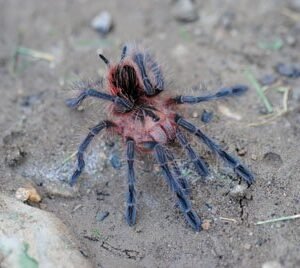Pamphobeteus sp. Machala-Pink Bloom 1.5"
