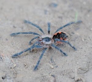 Pamphobeteus sp platyomma-Colombian Pink 1.5"