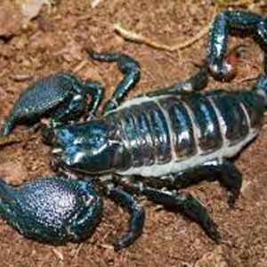 Androctonus bicolor Black Fat Tail Scorpion