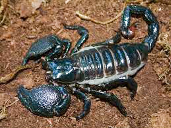 Androctonus bicolor Black Fat Tail Scorpion