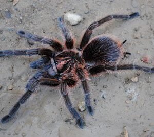 Phormictopus cancerides-Haitian Bird Spider 3" CB Juveniles