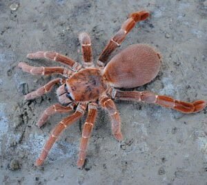 Pelinobius muticus-King Baboon 2.5-2.75" CB