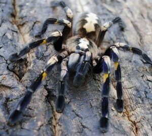 Poecilotheria metallica-Gooty Sapphire 1.5"