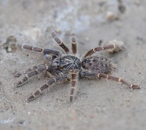 Pterinochilus chordatus-Kilimanjaro Grey Starburst 2.25"