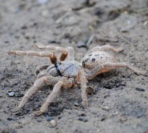 Pterinochilus lugardi-Fort Hall Baboon 4" Female