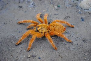 Pterinochilus murinus-Sunburst Baboon 2.5"