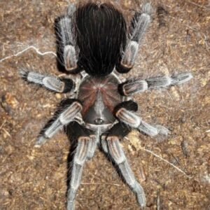 Stichoplastoris sp Chiapas-Mexican Stripe Knee .75" First time in US!