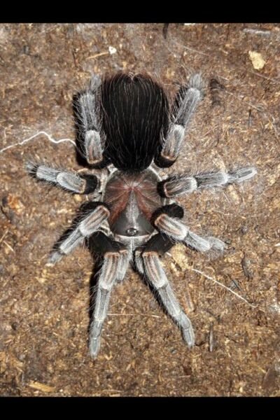 Stichoplastoris sp Chiapas-Mexican Stripe Knee .75" First time in US!