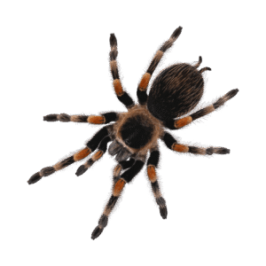 Tarantulas