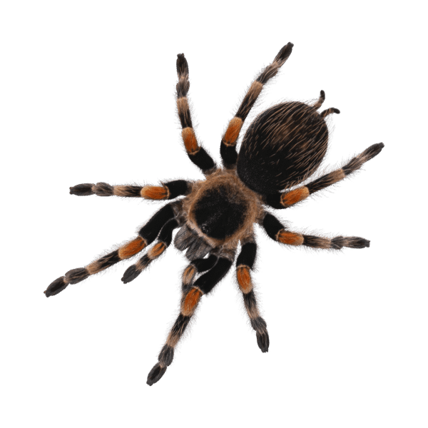 Tarantulas