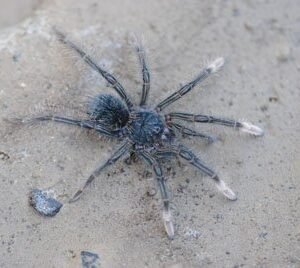 Theraphosa stirmi-Burgundy Goliath 2.25-2.5"