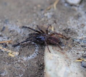 Thrigmopoeus psychedelicus-Indian Psychedelic 1"