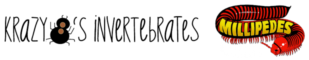 Krazy 8's Invertebrates and Millipedes and More