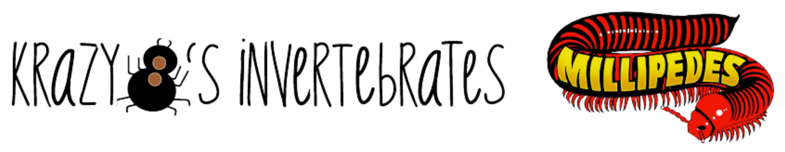 Krazy 8's Invertebrates and Millipedes and More