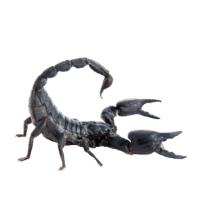 Tailess Whip Scorpions