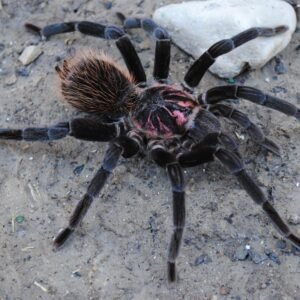 Xenesthis immanis-Colombian Lesser Black 1.25"-1.5"