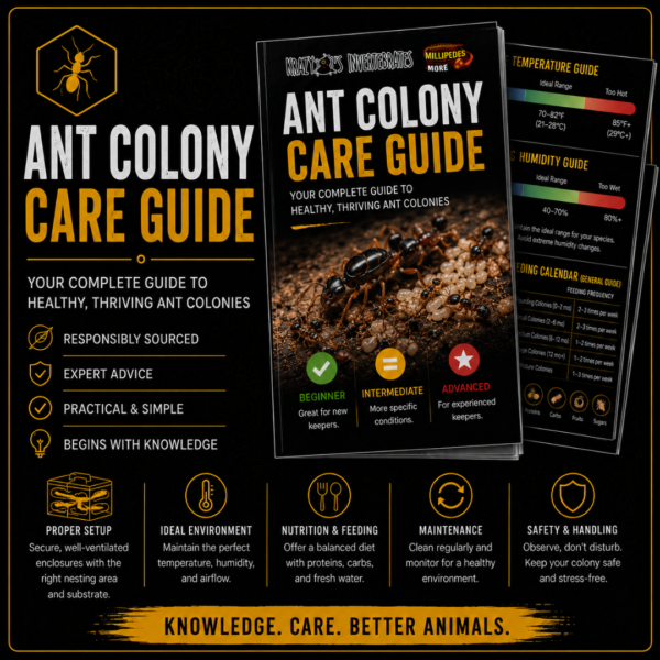Ant Colony Care Guide