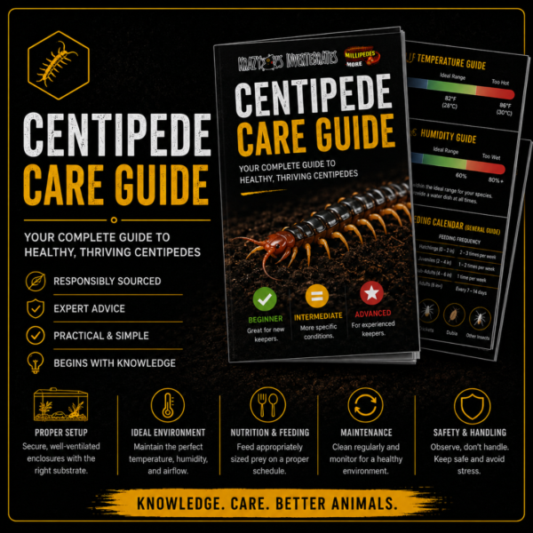Centipede Care Guide