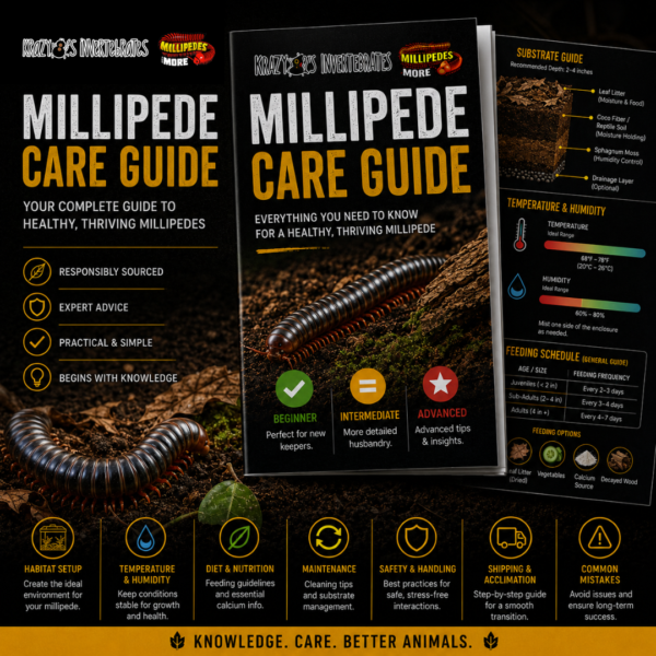 MIllipede Care Guide