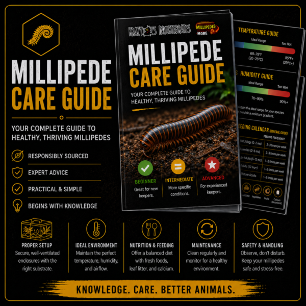 Krazy 8's Millipede Care Guide