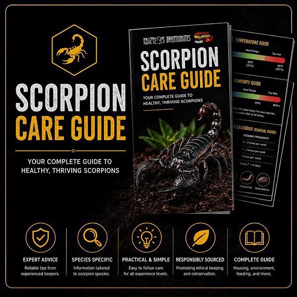 Krazy 8's Scorpion Care Guide
