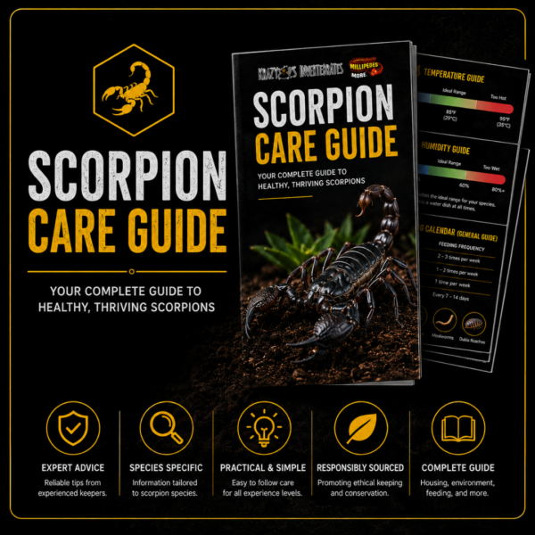 Krazy 8's Complete Scorpion Care Guide