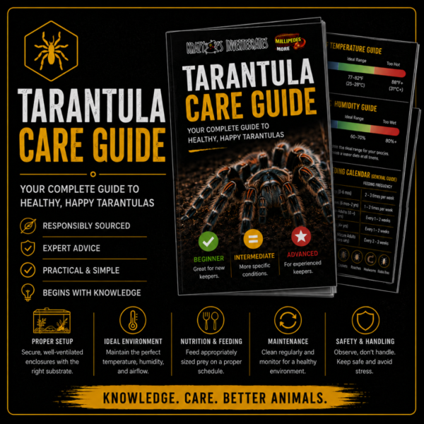 Krazy 8's Tarantula Care Guide